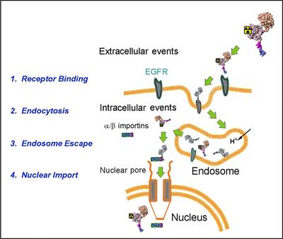 Targeted Delivery of 111In Into the Nuclei of EGFR Overexpressing Cells via Modular Nanotransporters With Anti-EGFR Affibody